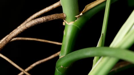 Tallo-Verde-Y-Raíces-Aéreas-De-Una-Planta-De-Monstera