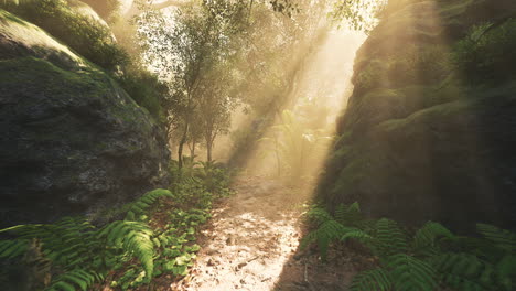 sunlight filtering through trees along a forest path in early morning