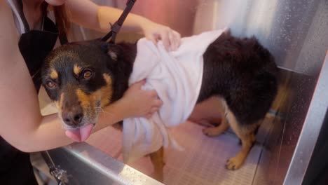 a young woman gives her dog a bath outside in a tub