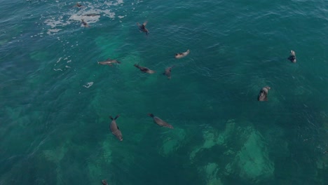 vista aérea de las aves toma de una colonia de focas de pelaje jugando en el agua en australia