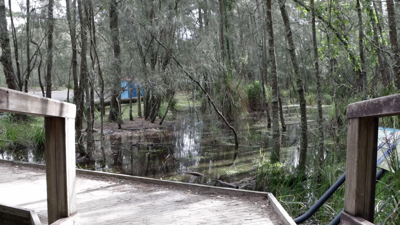 호주 뉴사우스웨일즈의 청와대와 고가 산책로가 있는 삼림 늪 지역, 잠긴 샷