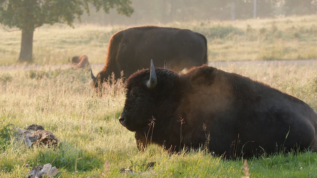 Bison lies steaming on backlit golden prairie grass on cool morning