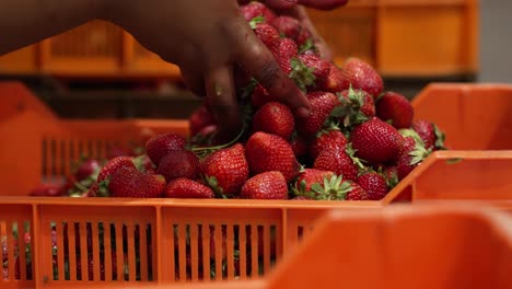 person in a factory moving strawberries from one side of a plastic crate to the other side