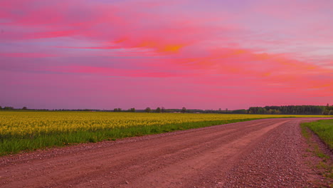 Beautiful-yellow-flower-field-under-fast-moving-colorful-clouds-flying-over-a-green-filed-in-nature