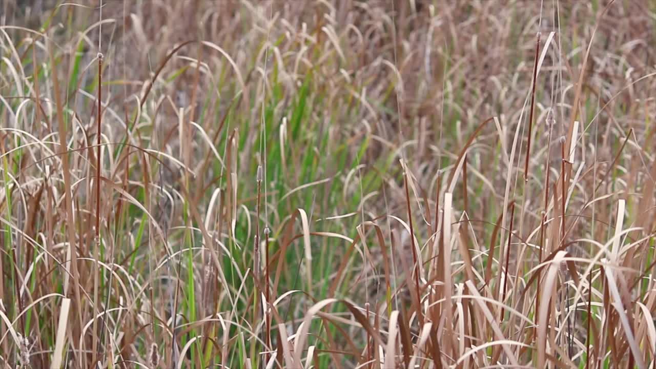 Close-up view of dry wild grass swaying gently in wind. Perfect nature clip for calm, seasonal, eco or rural themes. Soft lighting adds to tranquil outdoor setting.