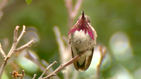 mannelijke calliope kolibrie