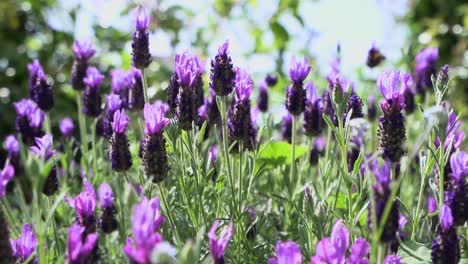 flores de salvia púrpura de cerca