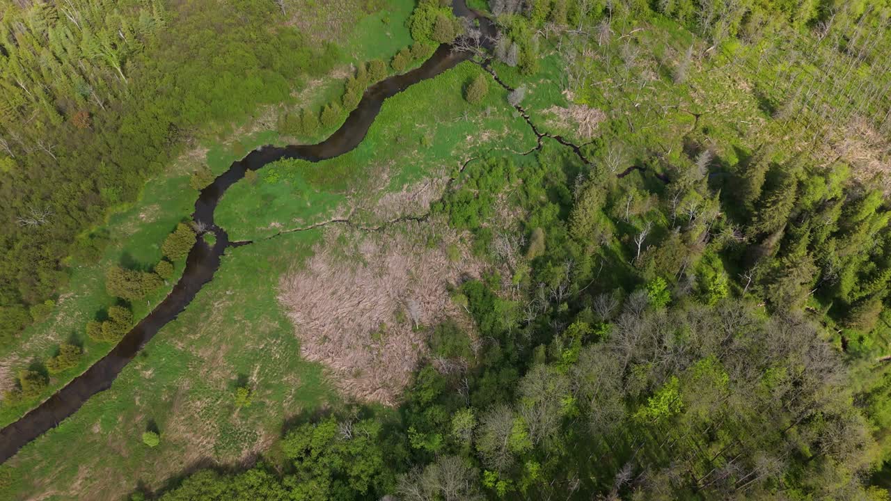 Drone above dense green forest in Caledon, Ontario, summer sunlight, winding river grasslands texture