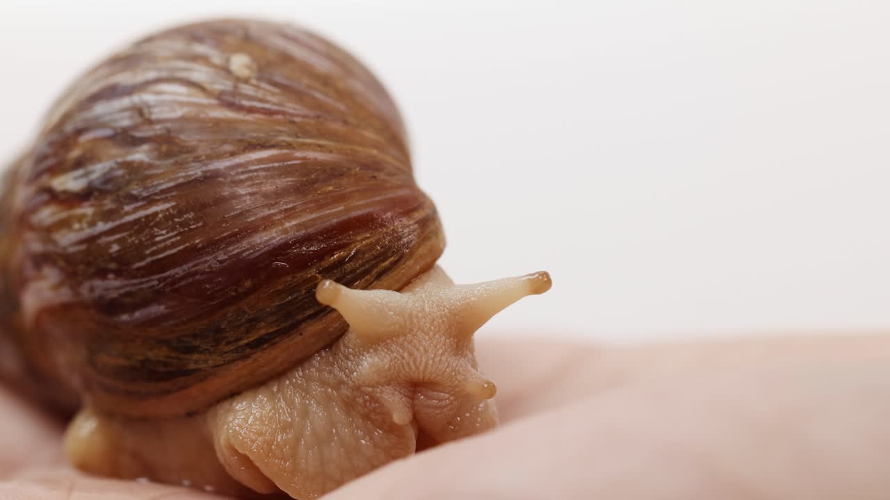 A brown snail slowly moves across a human hand under soft, even studio lighting. Macro shot highlights shell texture and antennae movement