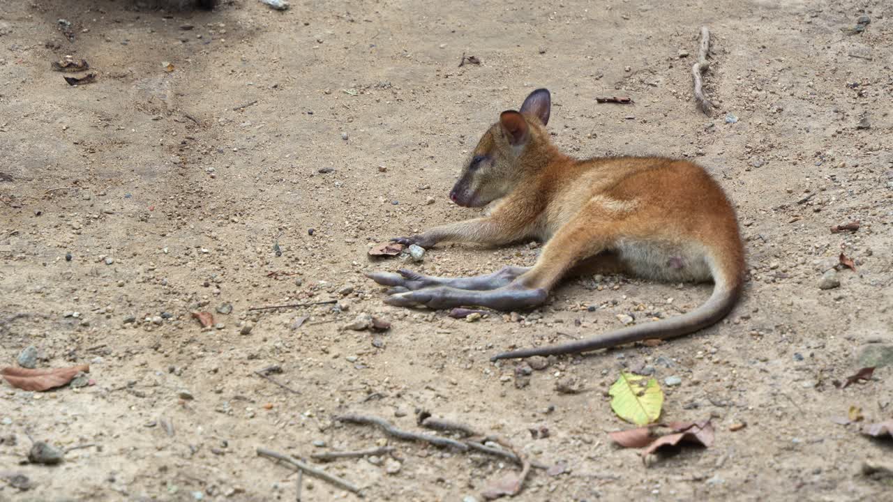 Un giovane wallaby sdraiato e a riposo su un terreno sabbioso con le zampe distese, che mostra un atteggiamento calmo e rilassato nel suo ambiente naturale, in primo piano.
