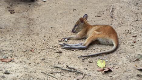 a young wallaby lying and resting on a sandy ground with its legs stretched out, displaying a calm and relaxed demeanor in its natural environment, close up shot