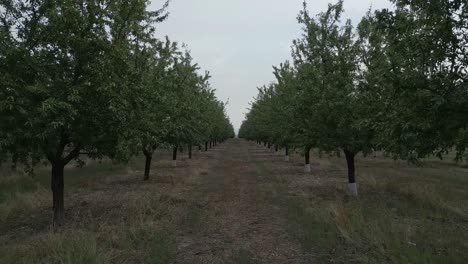 aerial forward view of almond trees in tàrrega , catalonia