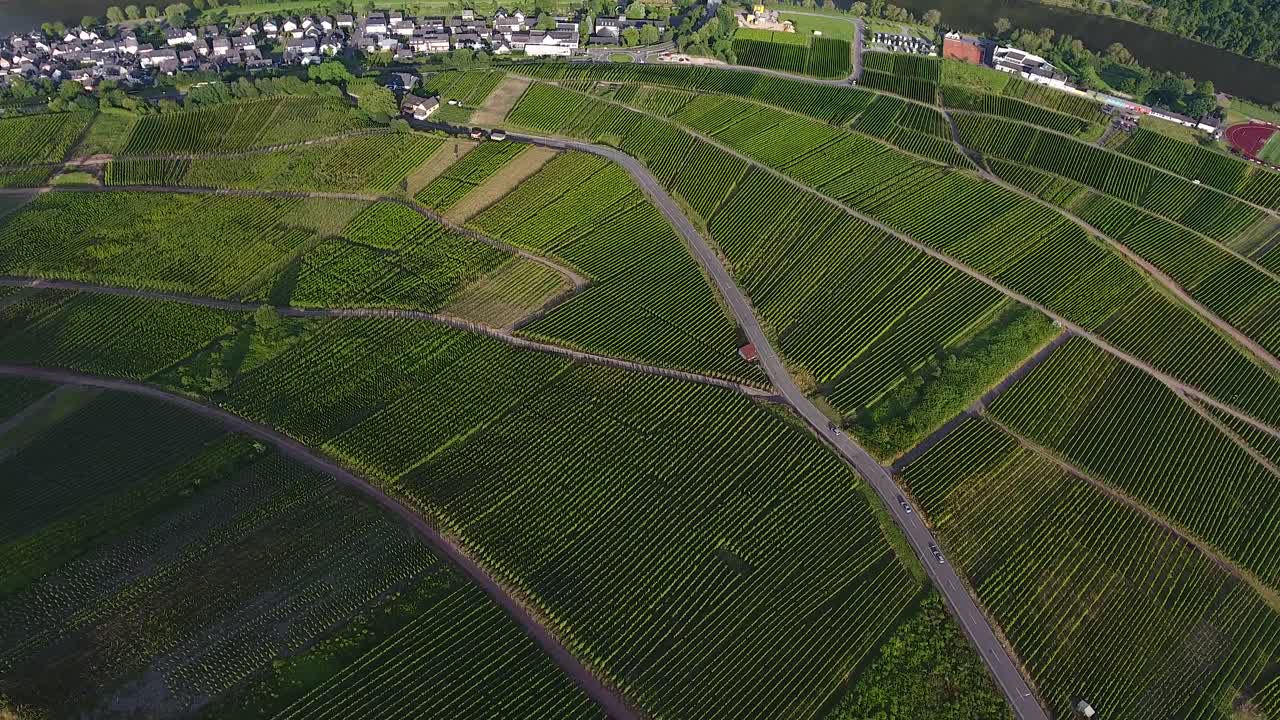 Forward bird eye drone aerial view of sunlit hop field growing green valley