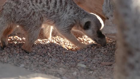 meerkat digging in gravel at australia zoo