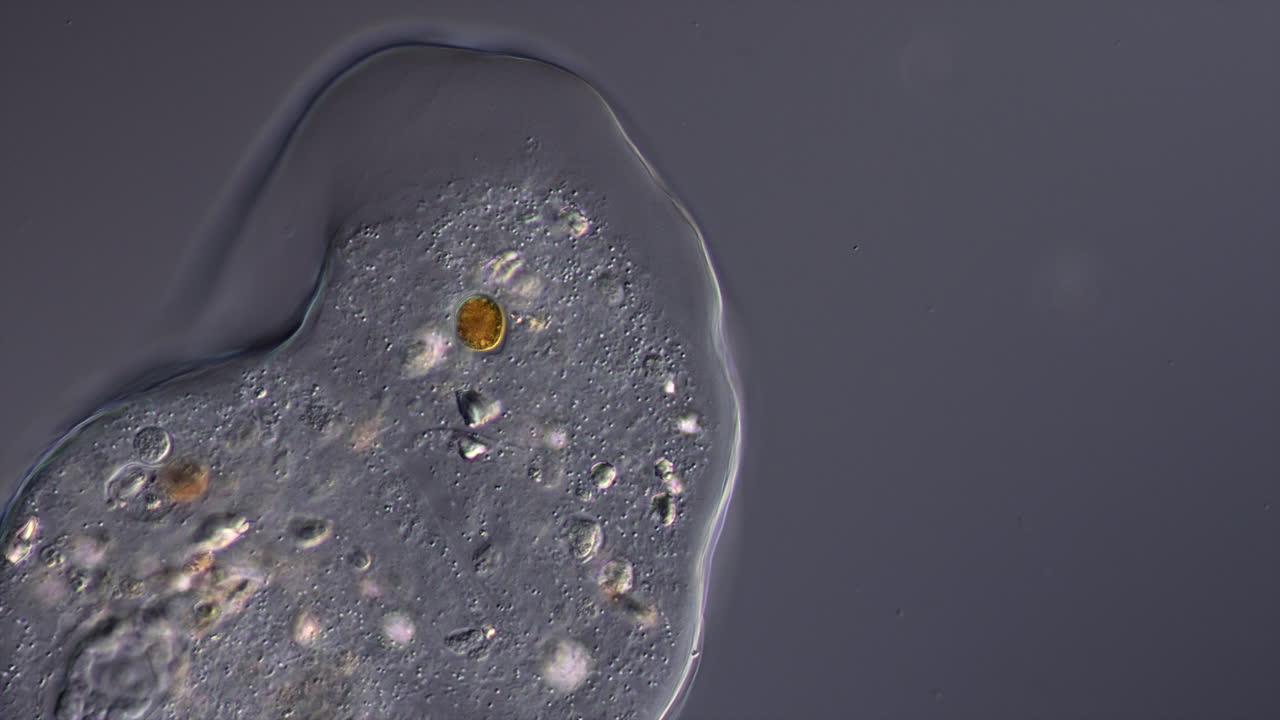 Microscopic view of a single-celled organism