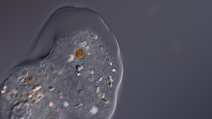Microscopic view of a single-celled organism