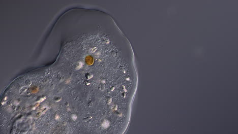 Microscopic view of a single-celled organism