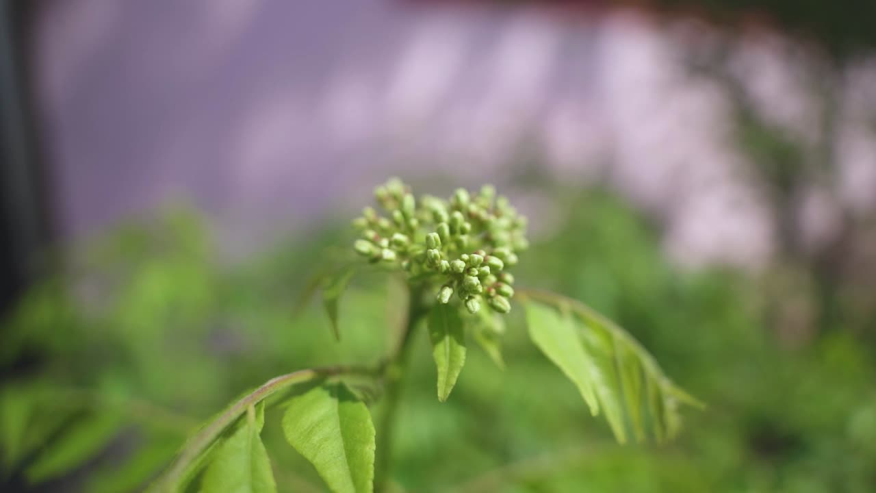 disparo macro en cámara lenta de brotes de flores verdes de árbol de curry o planta de neem