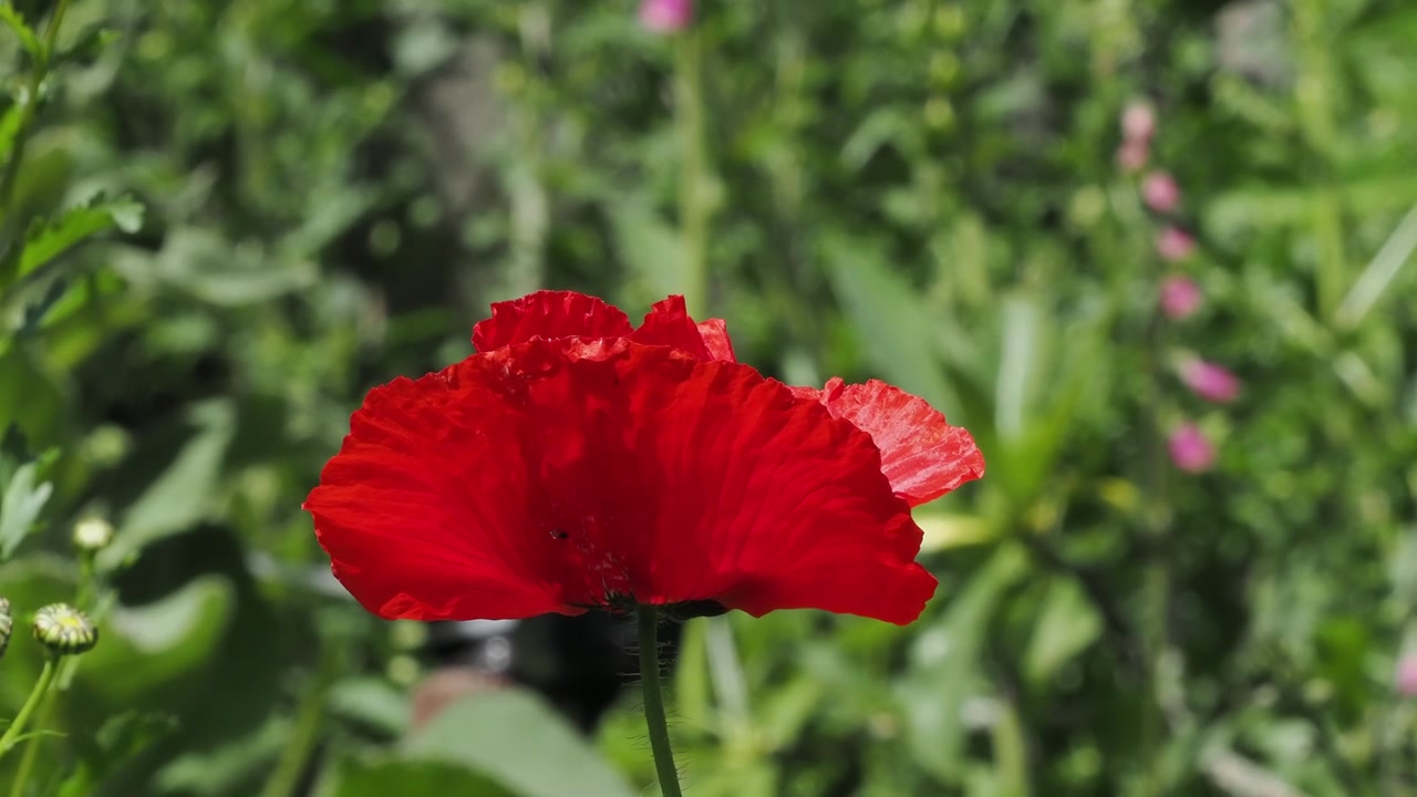 Fiore di papavero rosso che ondeggia nella brezza di un giardino estivo.