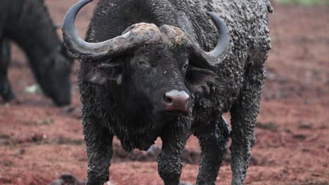 mud covered african buffalo standing on the field in aberdare, kenya - close up