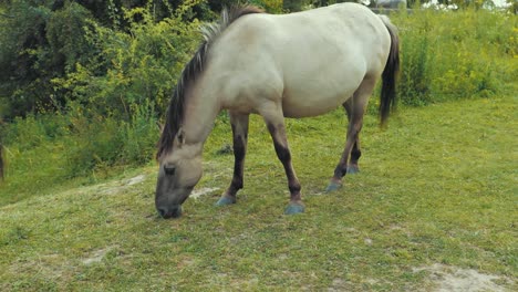 A-horse-is-eating-grass-while-kicking-with-his-left-foot