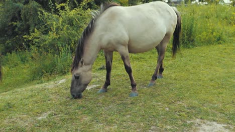 un caballo está comiendo hierba mientras patea con el pie izquierdo