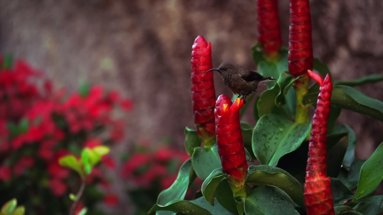 Slow motion sunbird drinking nectar inside the insulin flower,  Mahe Seychelles