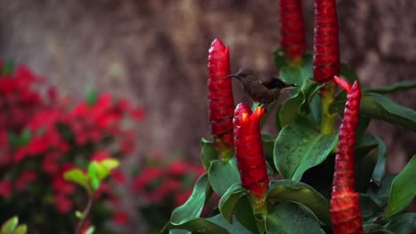 slow motion sunbird drinking nectar inside the insulin flower,  mahe seychelles