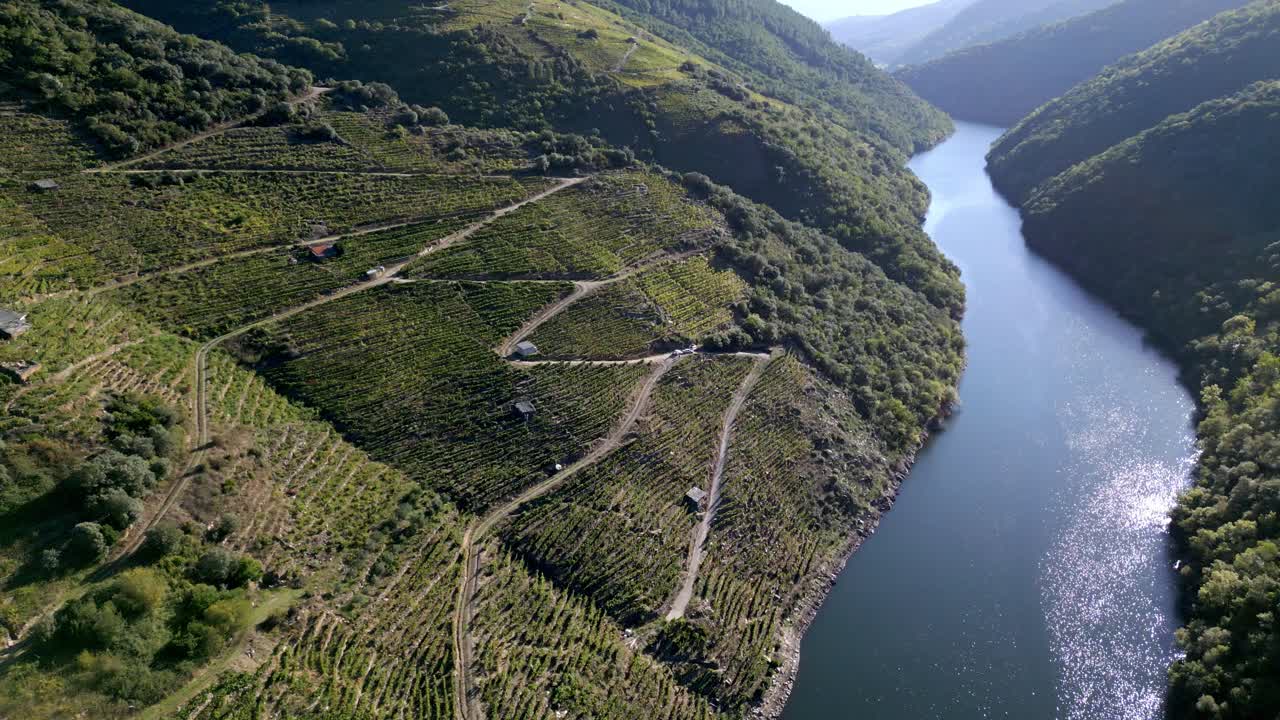 Vigneti terrazzati con vendemmiatori che raccolgono l'uva lungo il canyon del fiume Sil