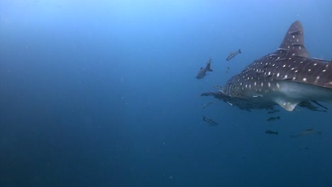 Tiburón-Ballena-En-Koh-Tao-4