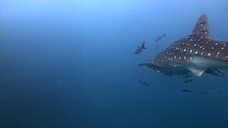 tiburón ballena en koh tao 4