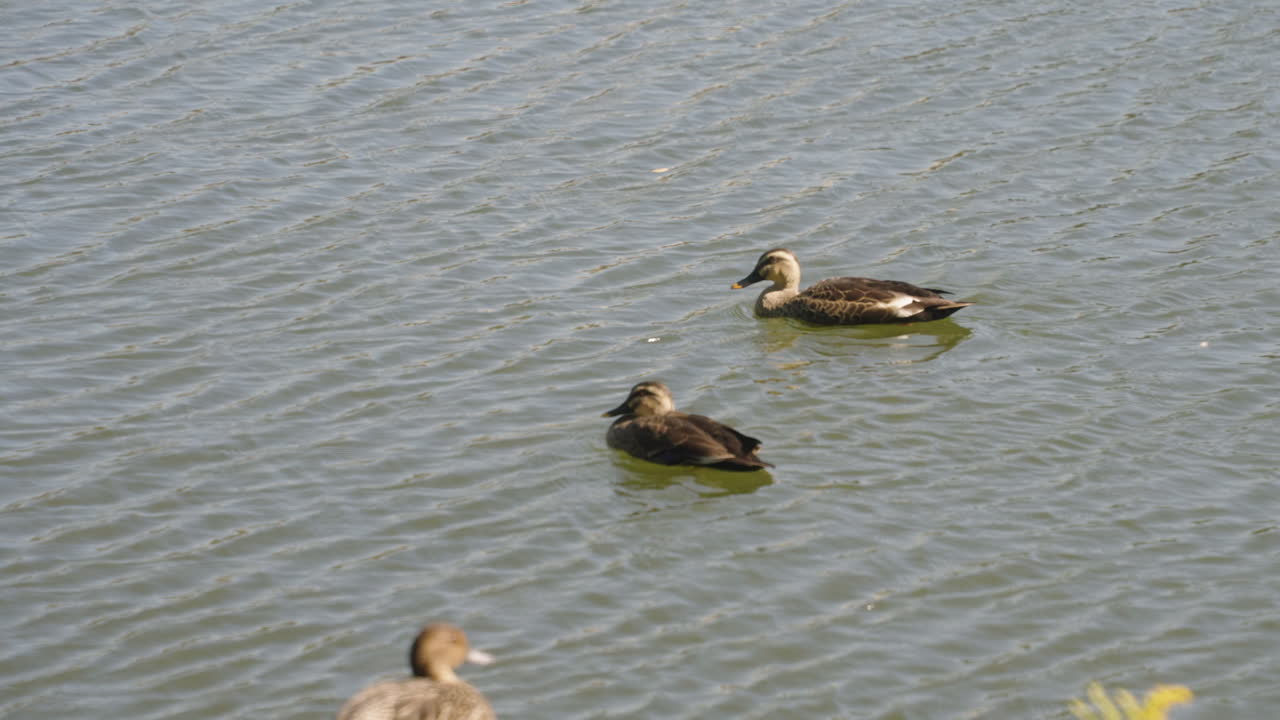 A Pair Of Northern Pintail Ducks Swimming On A Lake Near Tokyo, Japan - high angle shot