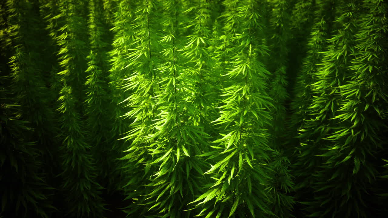 Lush green plants thriving in a serene outdoor environment during daylight