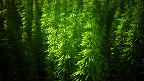 lush green plants thriving in a serene outdoor environment during daylight