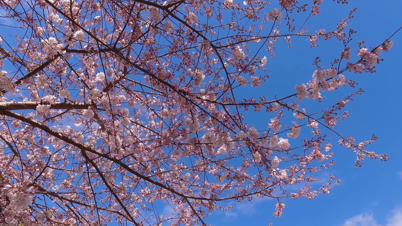 Fiori di ciliegio in fioritura in primavera.