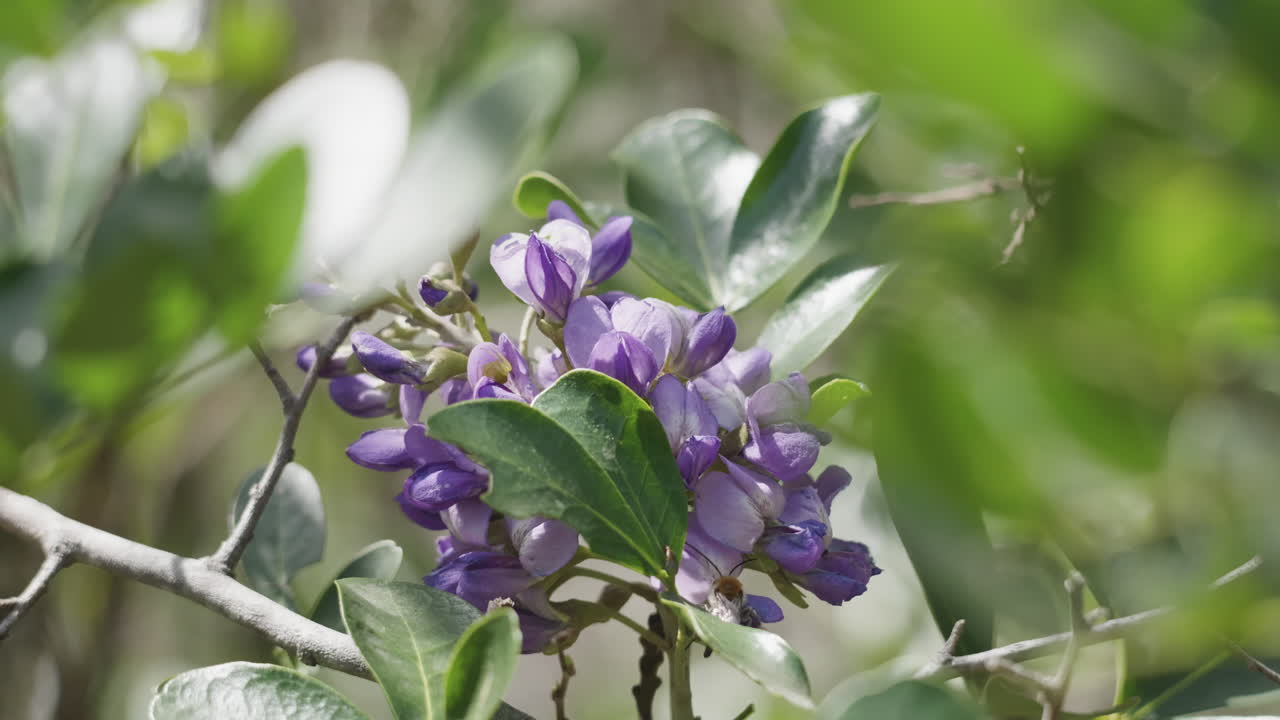 Honey bees fly around a purple flower collecting pollen