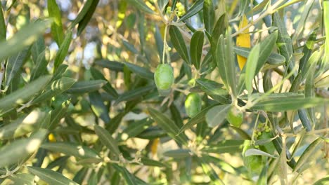 close-up of olives on tree branches