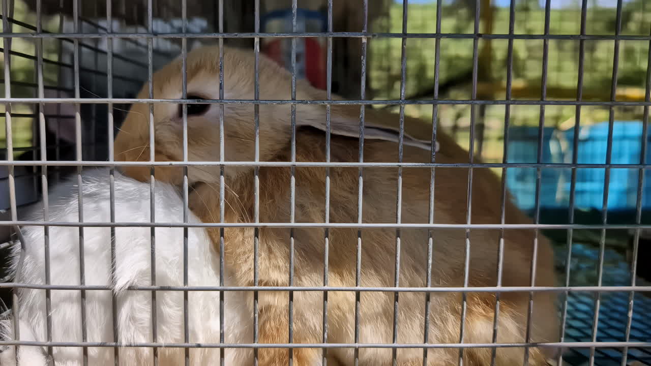 Close-up view of domestic playful bunny rabbits pets cuddling in outdoor metal caged enclosure animal species breed shelter behaviour companion herbivores sleeping pen hut coop crate kennel