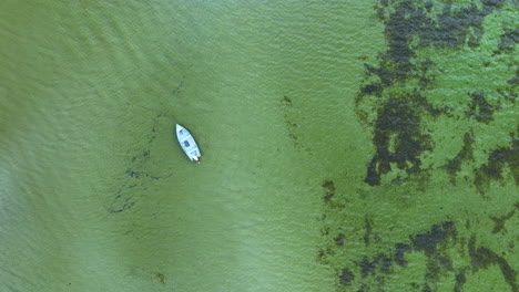 Vista-Aérea-De-Un-Pequeño-Barco-Flotando-En-Aguas-Costeras,-Rodeado-De-Exuberantes-Algas-Verdes-Y-Agua-Clara,-Que-Muestra-Ecosistemas-Marinos-Serenos-Y-Pintorescos.