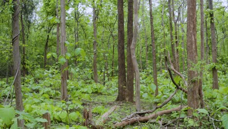 bosque denso en el centro de la india