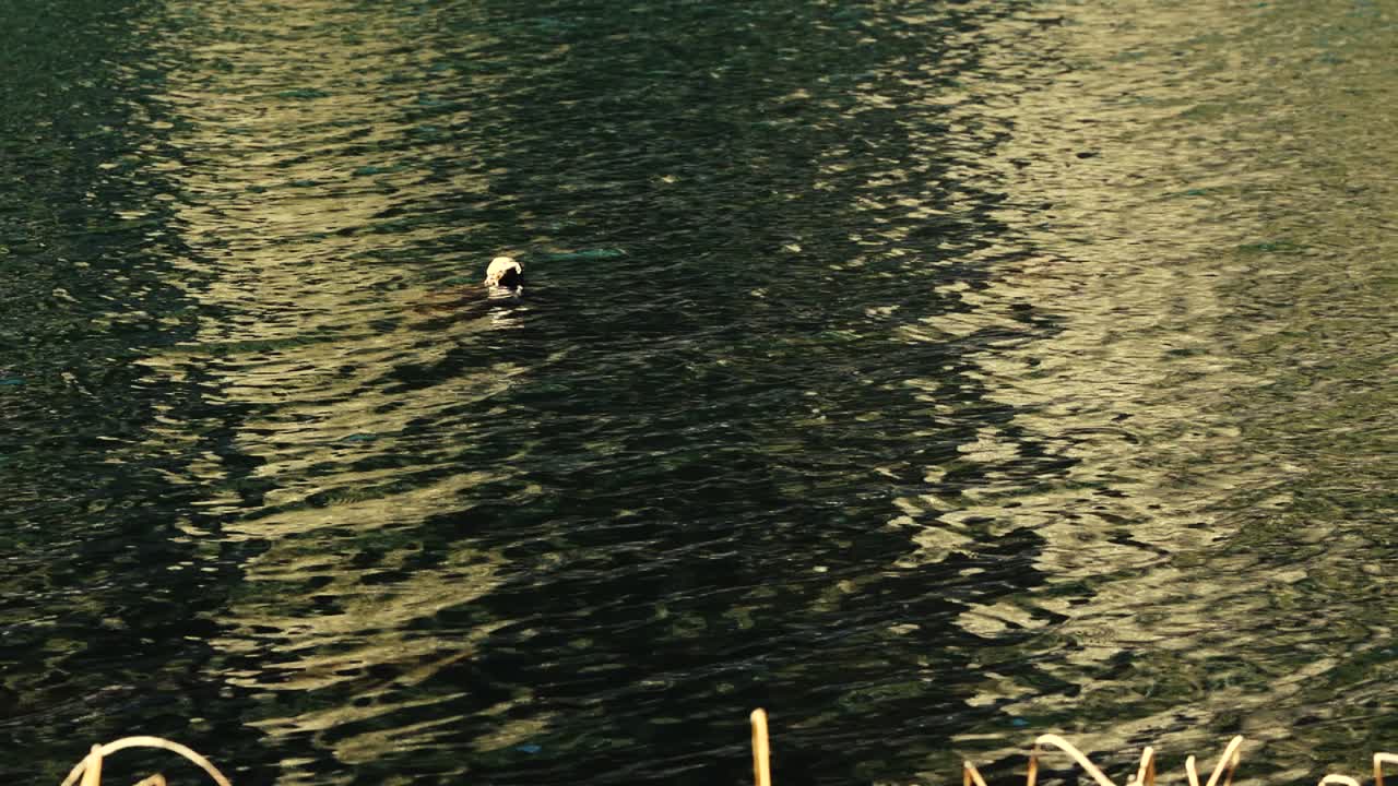 루마니아의 붉은 호수에서 바람이 부는 날의 안정적인 샷