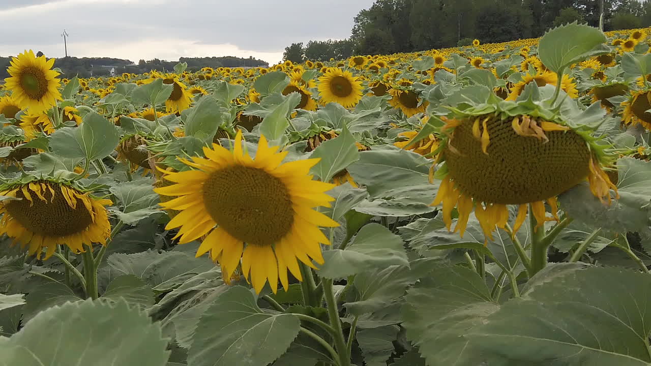 движение грузовика вправо на поле подсолнухов в замедленной съемке с летящей пчелой