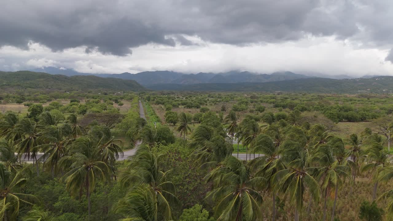 Aerial View Of Coconut Trees In St Thomas Jamaica