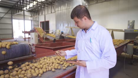 Agronomist-examines-the-potatoes-going-to-the-conveyor-belt-and-works-with-his-tablet.