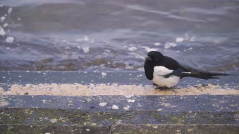 cheddar, somerset, england, december 28, 2019: close up on a eurasian magpie bird feeding in the artificial water reservoir of cheddar