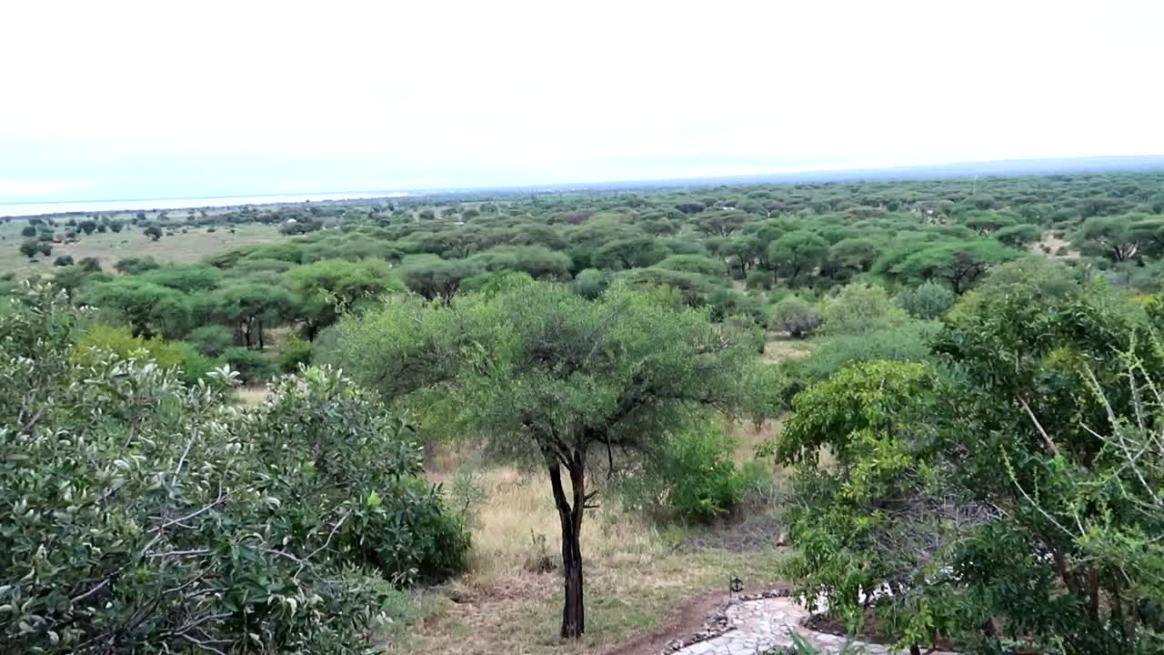 tilt-up disparado sobre un bosque de acacia al horizonte, como el camino de piedra blanca conduce los ojos entre los árboles en áfrica