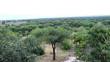 Tiro-Inclinado-Sobre-Un-Bosque-De-Acacias-Hasta-El-Horizonte,-Mientras-El-Camino-De-Piedra-Blanca-Lleva-Los-Ojos-Entre-Los-árboles-En-África