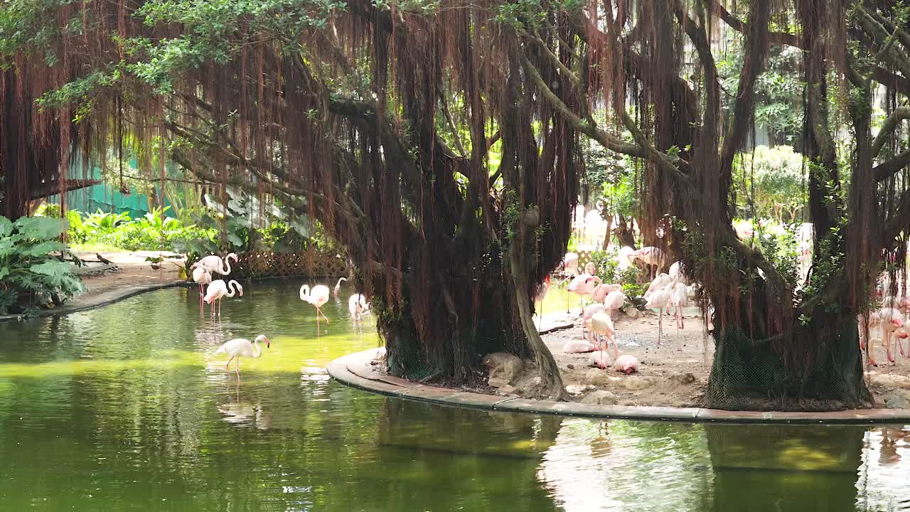 플라밍고 들 이 조용 한 연못  에 모여 있다