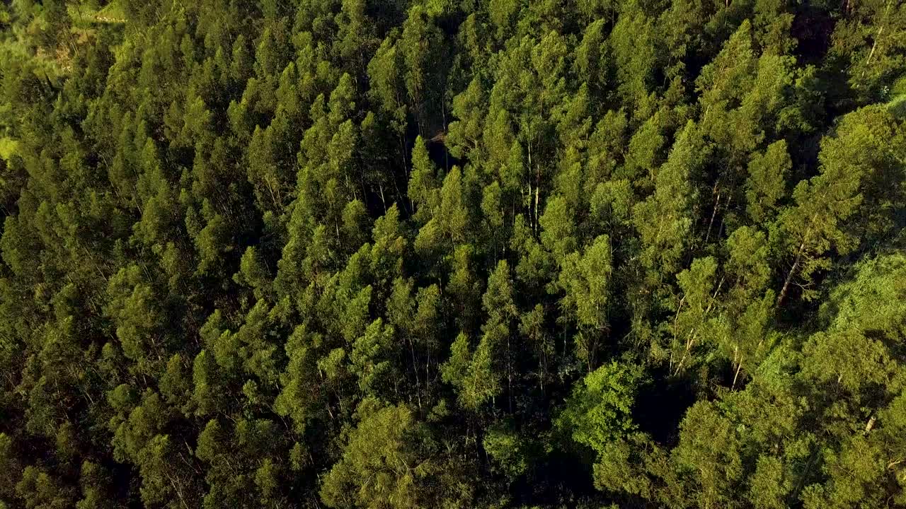 bosque sin fin, árboles balanceándose en el viento durante la puesta de sol