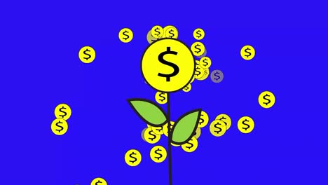 video illustration of money tree growing and bearing fruit, money falling like rain from money tree on blue background or blue screen, 4k 60 fps